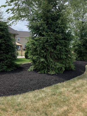 Fresh black mulch around spruce trees